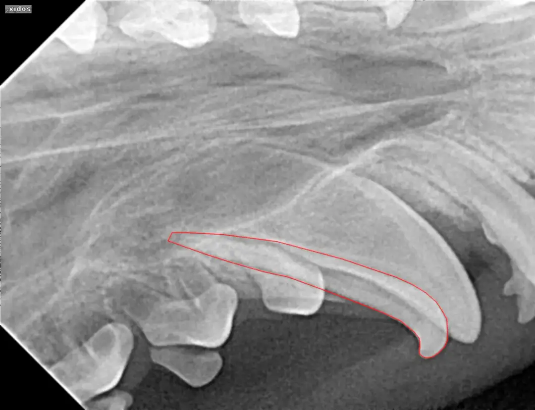 Pies ma rekinie zęby? Kiedy usunąć przetrwałe mleczaki u szczeniaka