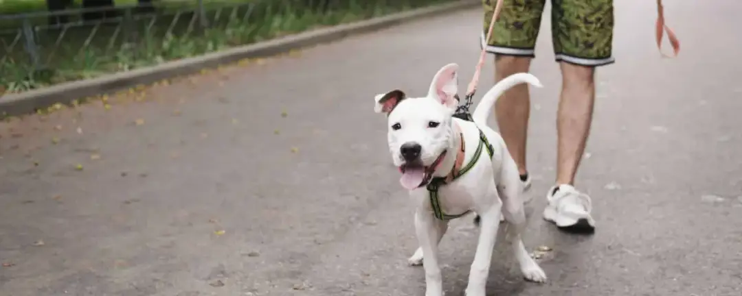 Amstaff ma sierść czy włosy? Odkryj prawdę o ich pielęgnacji