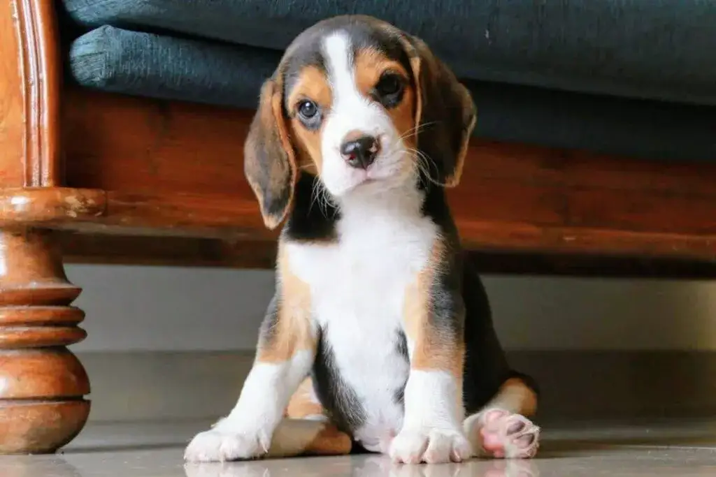 Ile kosztuje szczeniak beagle? Sprawdź, co wpływa na cenę