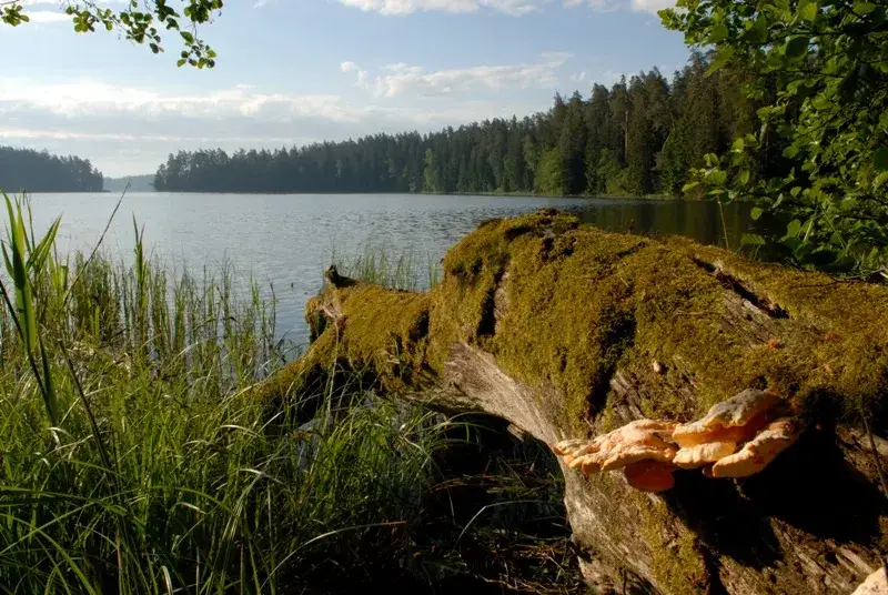 Rezerwat przyrody Jezioro Łuknajno - Odkryj jego niezwykłe bogactwo