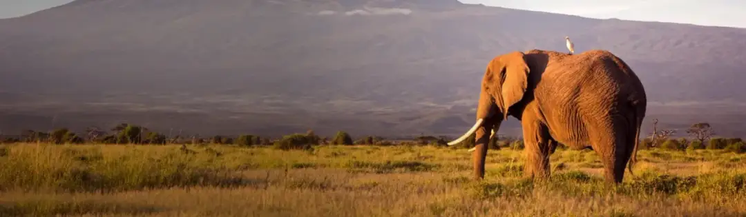 Ile trwa lot do Kenii? Sprawdź, co wpływa na czas podróży