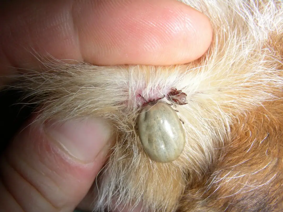 Kleszcz odpadł od psa? Rozpoznaj napitego i chroń pupila!