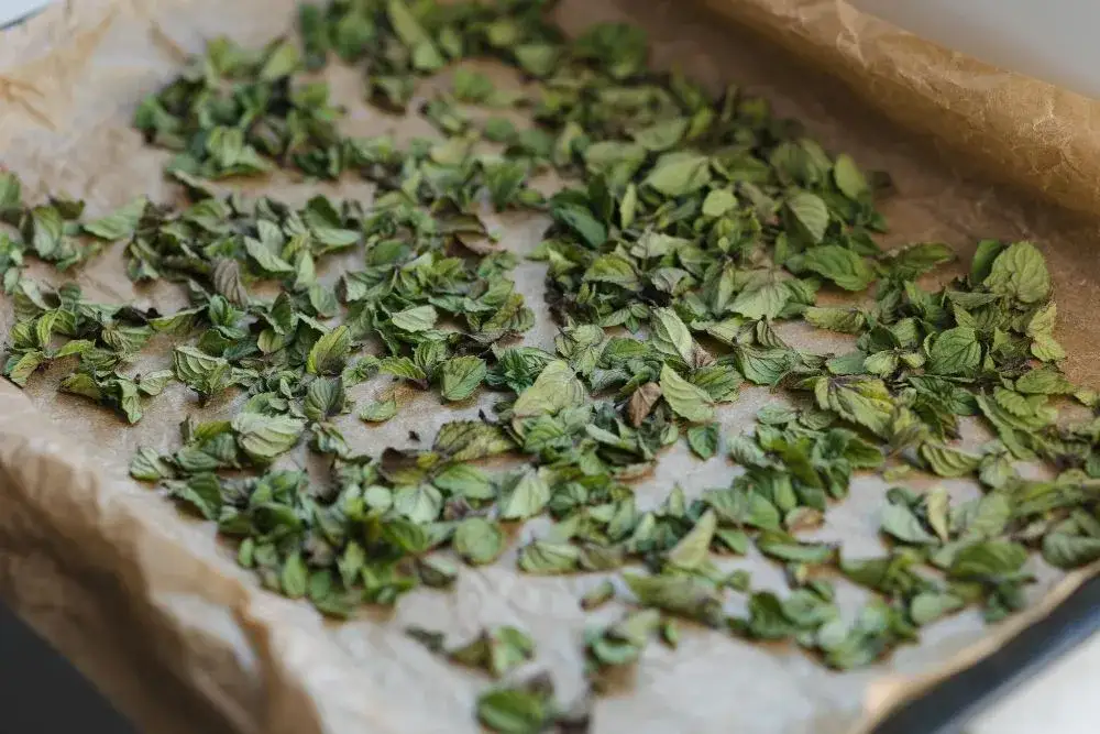 Jak skutecznie wykorzystać bazylię na zimę - sprawdzone metody i przepisy