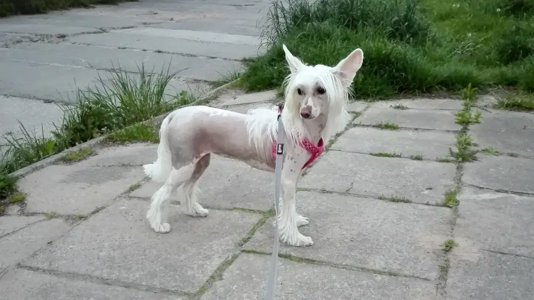 HPD: objawy, przyczyny i jak rozpoznać wołanie o uwagę?