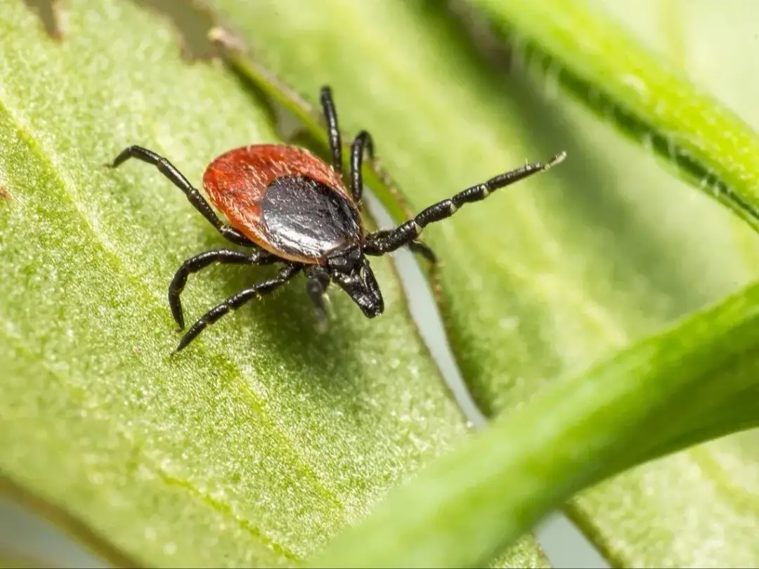 Co je kleszcz i jak uniknąć groźnych chorób przenoszonych przez nie