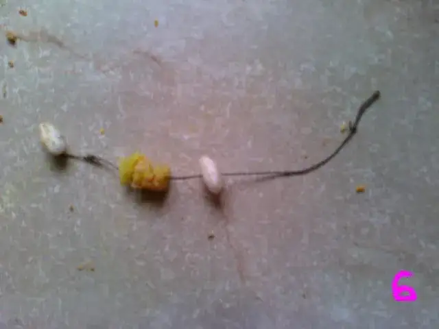 Jak założyć makaron na haczyk? Poradnik i triki na leszcze!