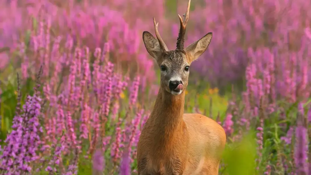 Ile zarabia fotograf zwierzęcy w Polsce? Fakty, które zaskakują