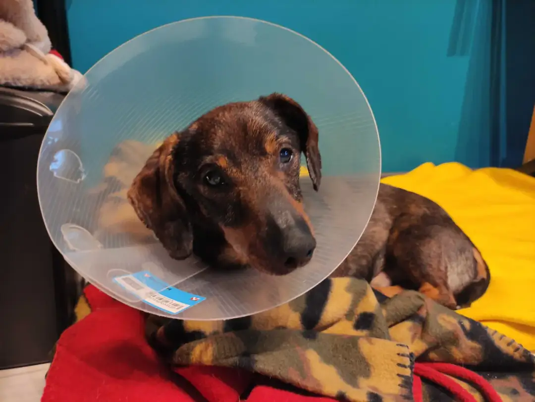 Wnętrostwo u pupila? Dlaczego kastracja ratuje życie!