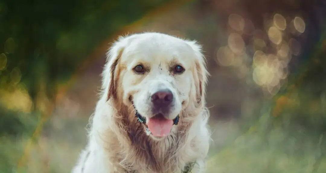 Jaki probiotyk dla psa wybrać, aby poprawić zdrowie jelit?