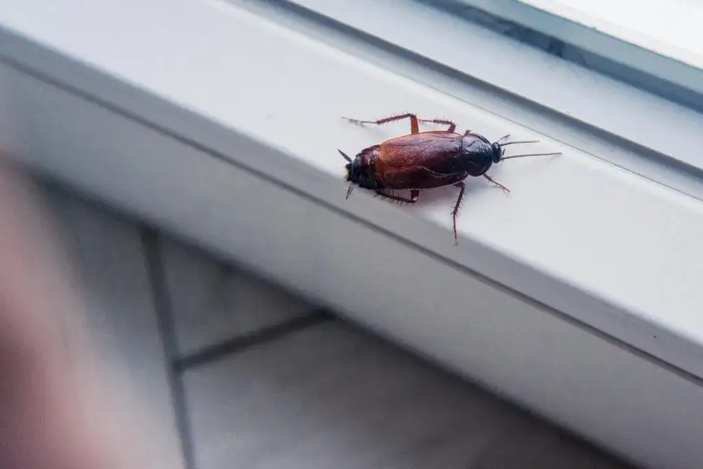 Jak rozmnażają się prusaki i co to oznacza dla Twojego domu?