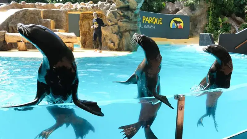 Teneryfa oceanarium: Niezapomniane atrakcje Loro Park czekają na Ciebie