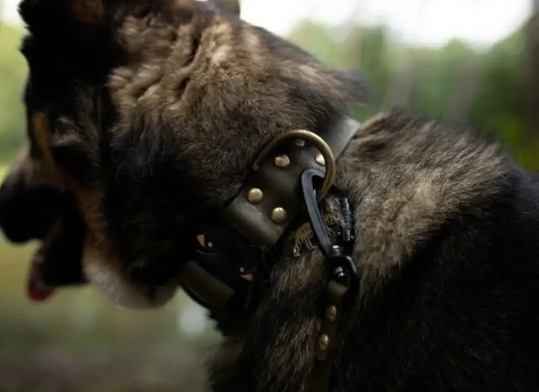 Najlepsza obroża elektryczna dla owczarka niemieckiego – wybierz mądrze