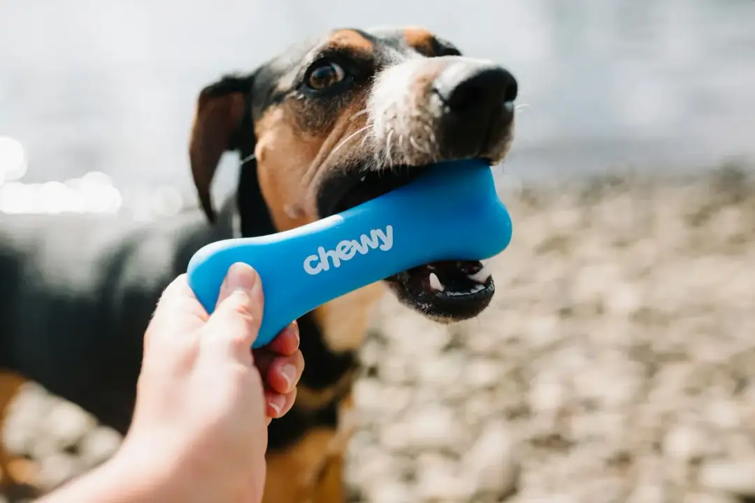 Jakie kości dla psa są bezpieczne i zdrowe? Unikaj niebezpieczeństw