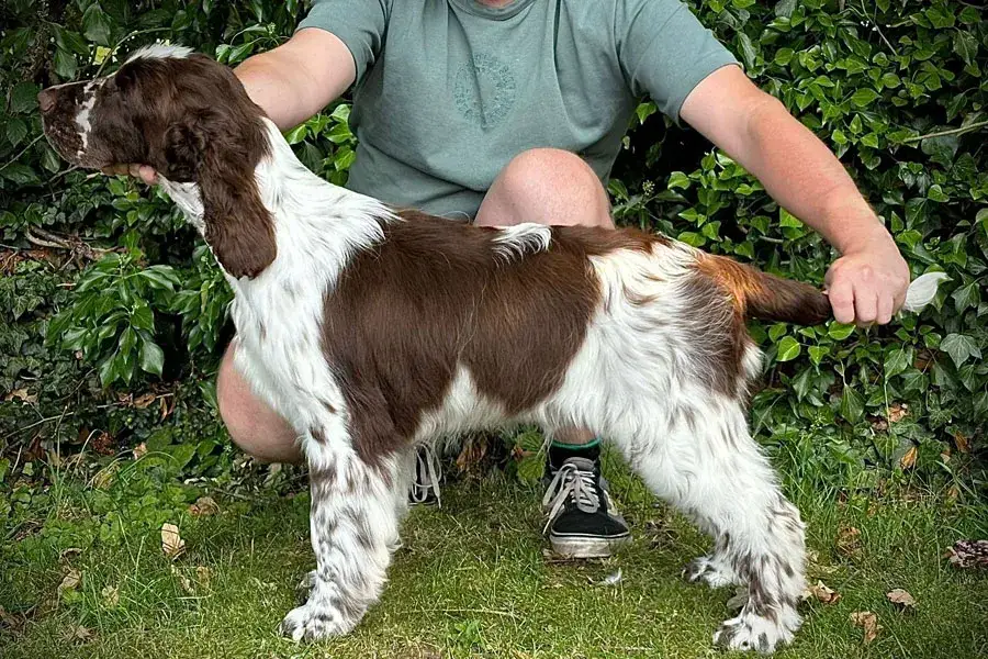 Najlepsze hodowle springer spanieli angielskich: ceny i wskazówki zakupu