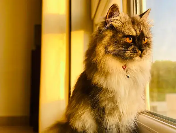 Dlaczego warto kupować karmę dla kota i psa online?