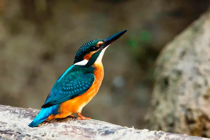 Gdzie zimuje zimorodek? Odkryj trudne warunki przetrwania ptaków zimą