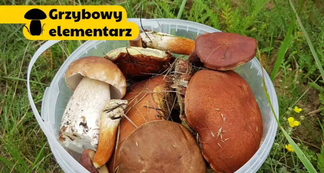 Jak mrozić surowe grzyby, by zachować ich smak i świeżość przez długi czas