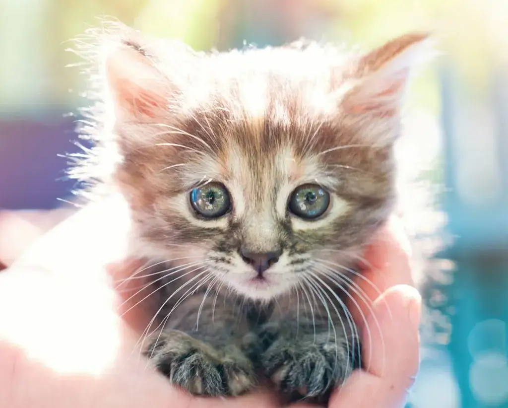 W jakim wieku sterylizować kotkę, aby zapewnić jej zdrowie?