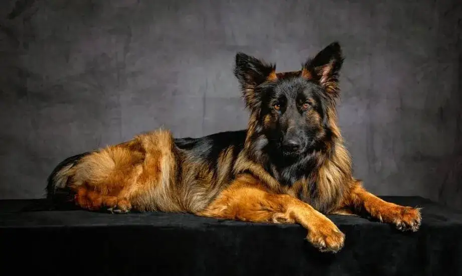 Koszt owczarka niemieckiego: Ile naprawdę wydasz na psa?