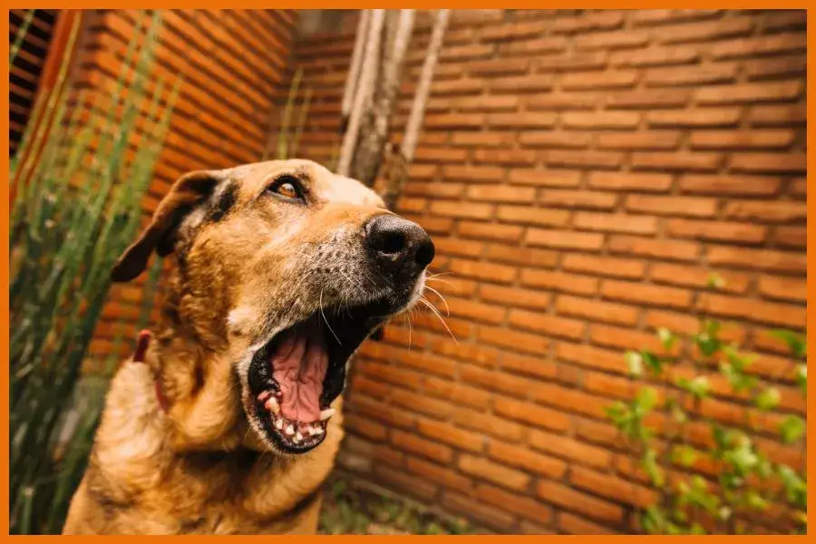 Szczekający pies w bloku – jak skutecznie zgłosić hałas?