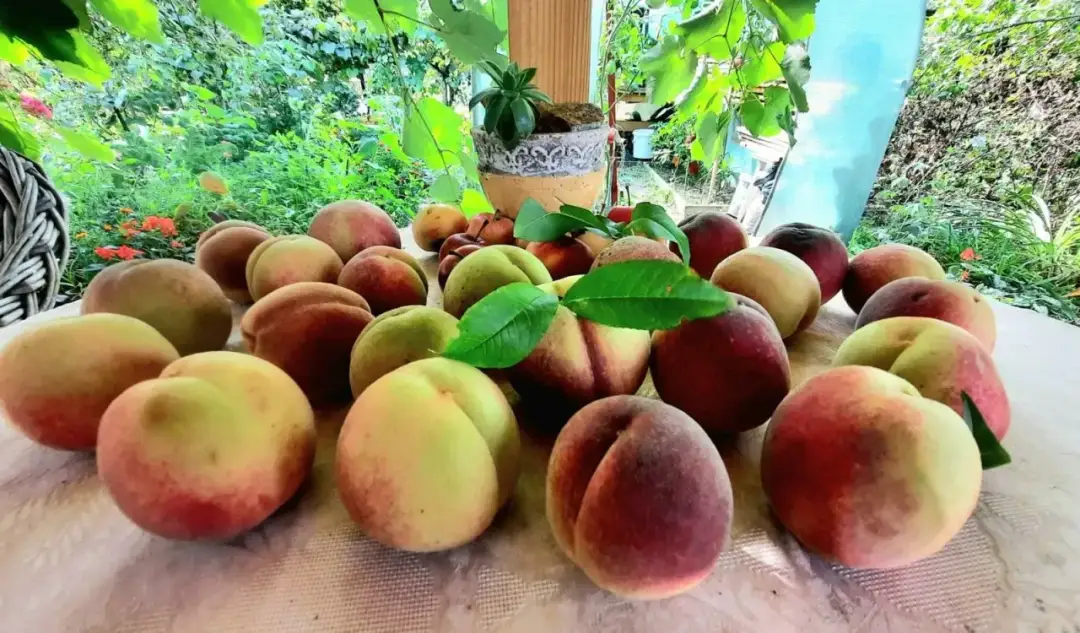 Kiedy jest sezon na brzoskwinie? Sprawdź, kiedy je kupić świeże