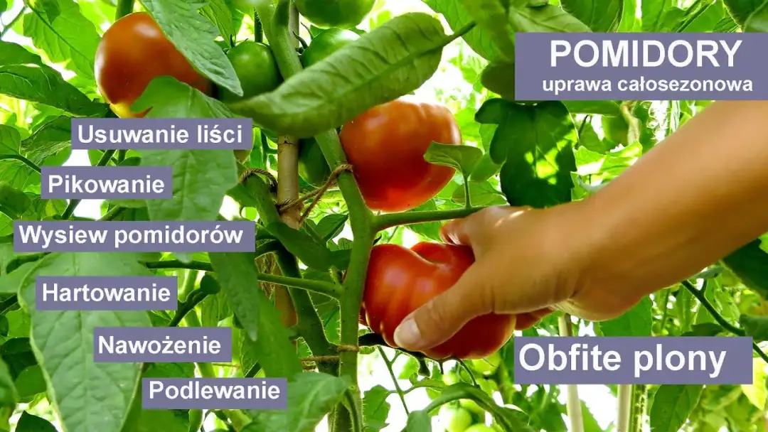 Jak uprawiać pomidory - uniknij najczęstszych błędów w pielęgnacji