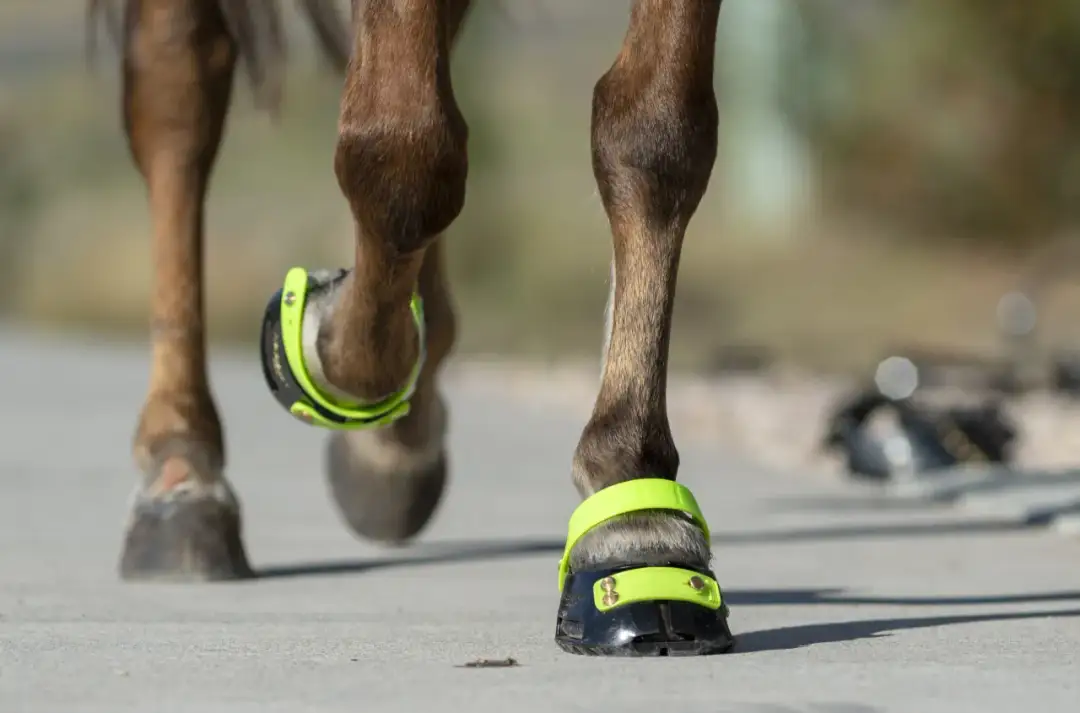 Buty dla koni: Dopasuj idealnie! Uniknij błędów, zadbaj o kopyta