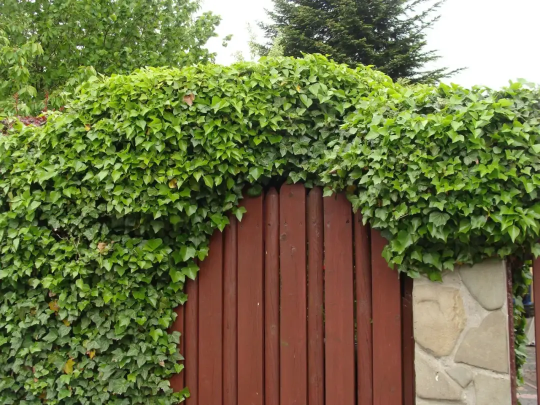 Jaki bluszcz na ogrodzenie – wybierz idealny gatunek do swojego ogrodu