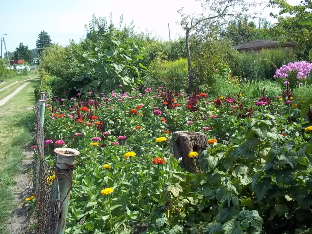 Kwiaty w ogrodzie działkowym z widoczną ścieżką i płotem.