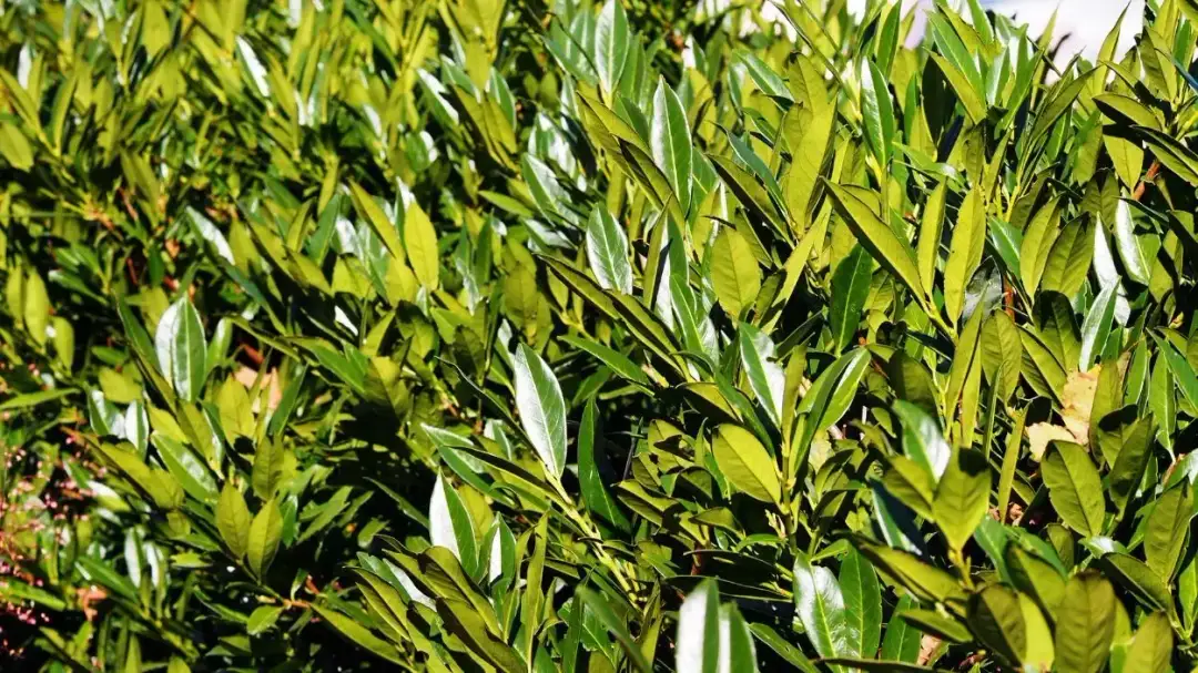 Czy laurowiśnia jest trująca dla psa? Poznaj objawy zatrucia i zagrożenia