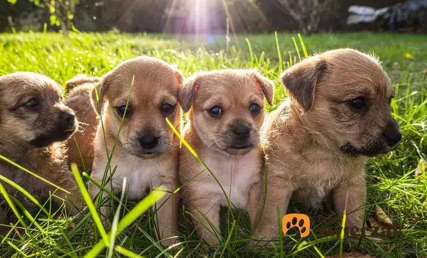 Kiedy szczeniaki otwierają oczy? Ekspert radzi, jak dbać o wzrok.