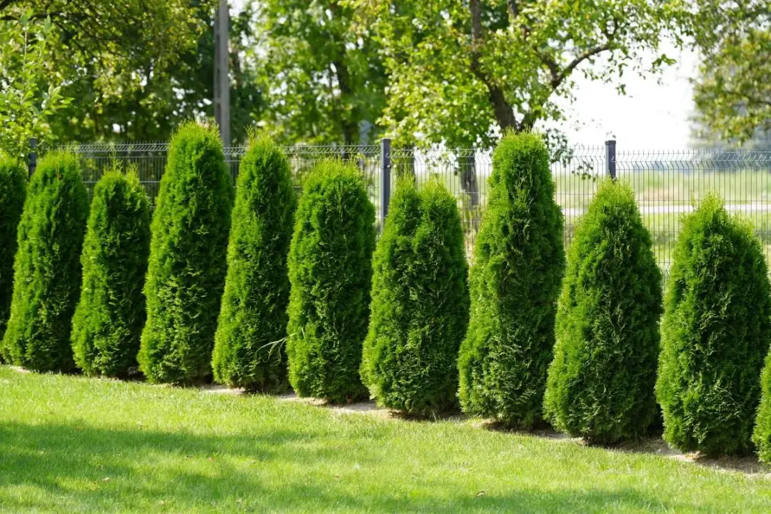 Czy można sadzić tuje w granicy działki? Praktyczne porady i przepisy