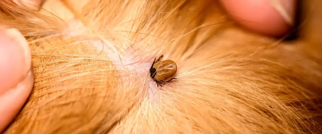 Czystek dla psa na kleszcze: Jak podawać? Dawkowanie i bezpieczeństwo