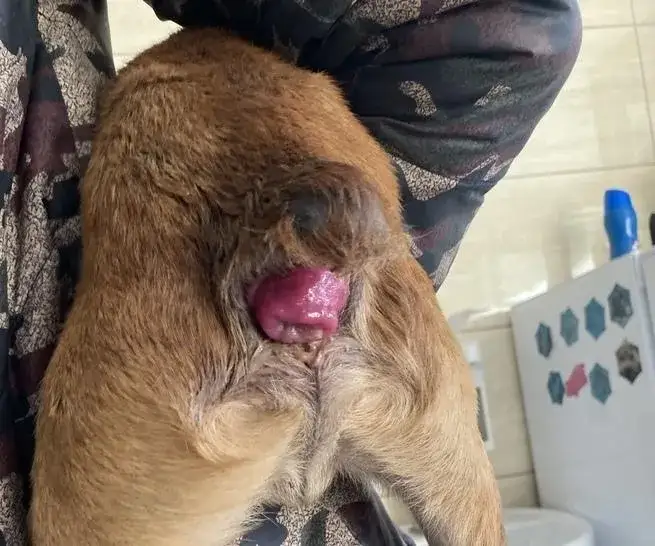 Zaczerwieniony odbyt u psa: Przyczyny, objawy i skuteczne metody leczenia.