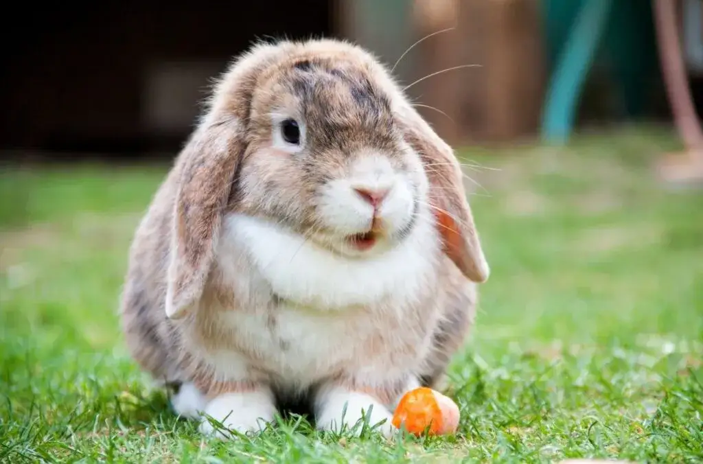 Ile lat żyje królik? Poradnik: jak wydłużyć życie pupila