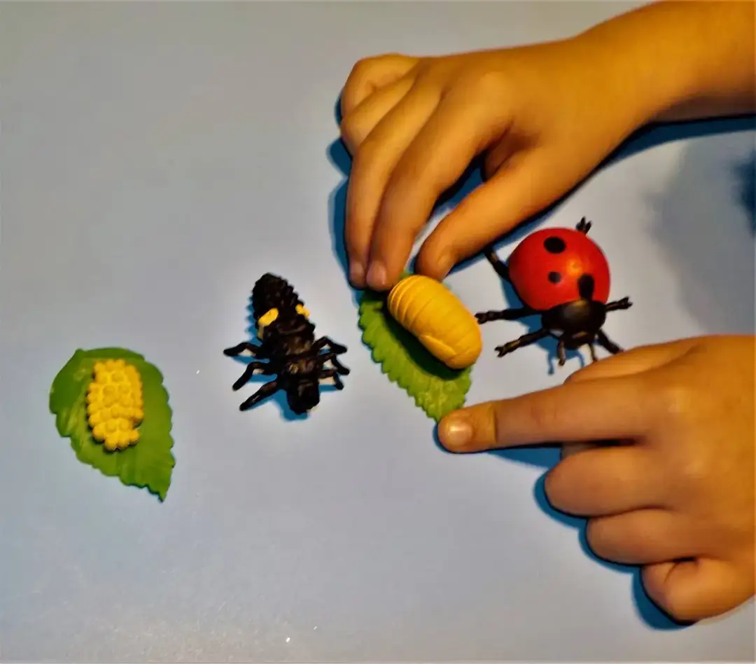 Jak rozmnażają się biedronki? Odkryj fascynujący cykl ich życia