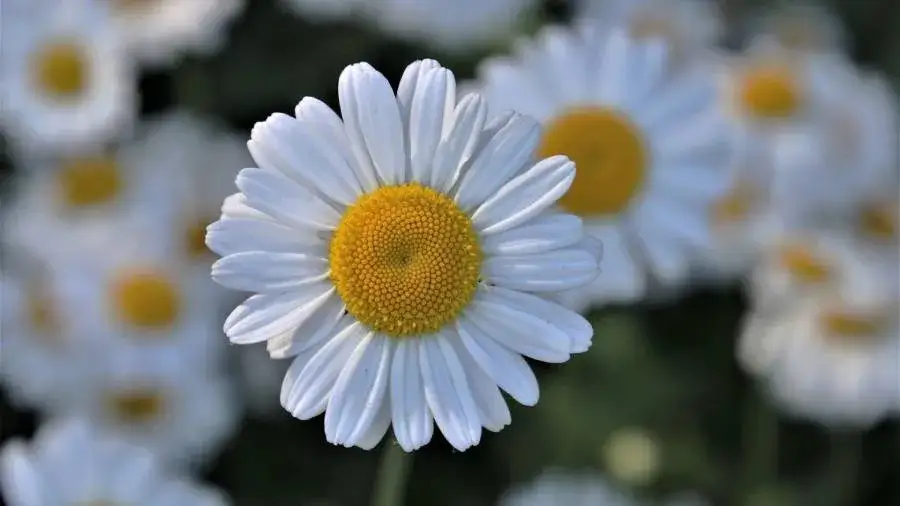 Czy rumianek odchudza? Odkryj jego wpływ na utratę wagi