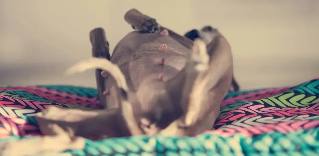 Dokładny kalendarz ciąży suki dzień po dniu: dowiedz się co Cię czeka