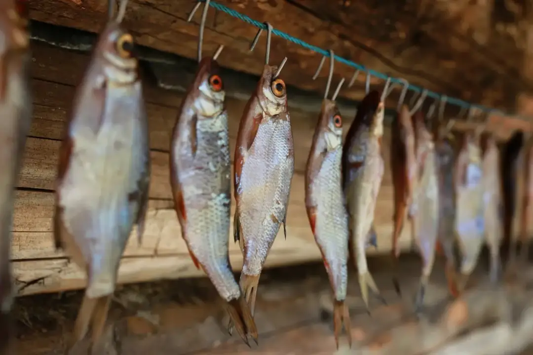 W jakiej temperaturze wędzić ryby, aby uniknąć niepowodzeń?