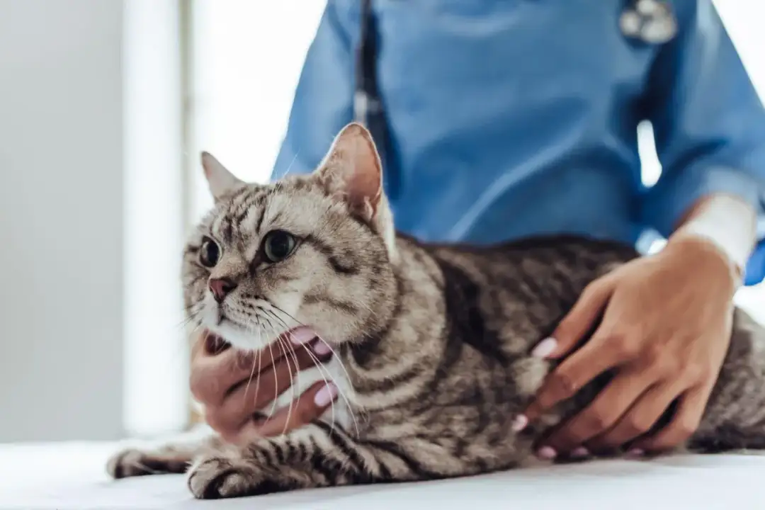 Babeszjoza u kotów: Rzadka choroba, śmiertelne błędy. Chroń kota!