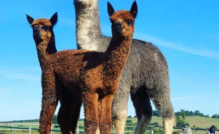 Alpaki w Opolu: gdzie je zobaczyć? Top 5 miejsc na spotkanie