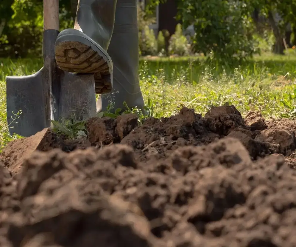 Skuteczne sposoby, jak pozbyć się podagrycznika z ogrodu raz na zawsze