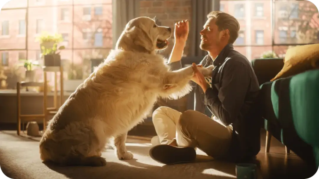 Jak założyć hotel dla psów i uniknąć najczęstszych błędów