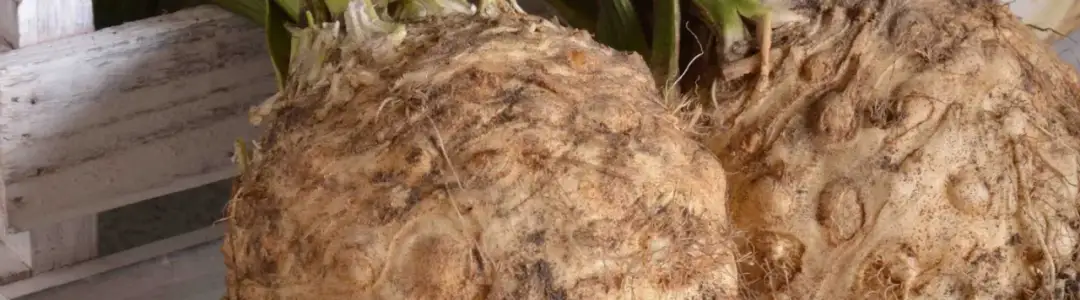 Jak uprawiać seler korzeniowy: unikaj błędów i zyskaj plony