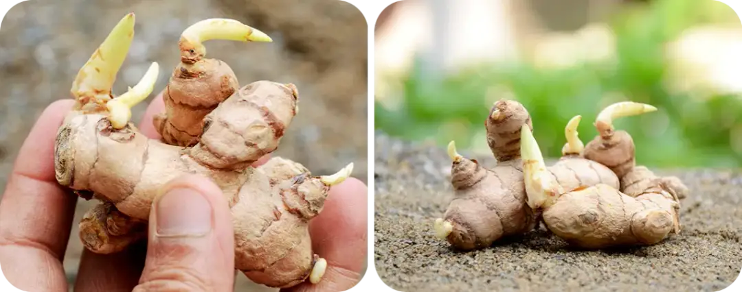 Jak uprawiać imbir w domu - proste kroki i najczęstsze problemy