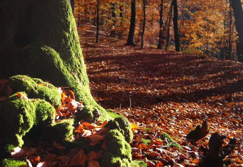 Co to jest szata roślinna i jak wpływa na nasze środowisko?