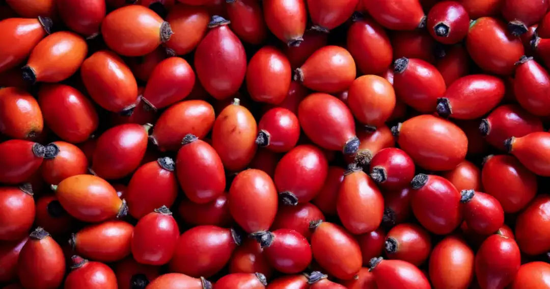 Jak zrobić herbatę z owoców dzikiej róży, by cieszyć się zdrowiem