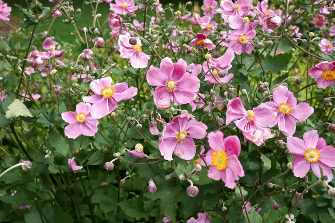 Długo kwitnące kwiaty ogrodowe - 10 najlepszych bylin na rabaty