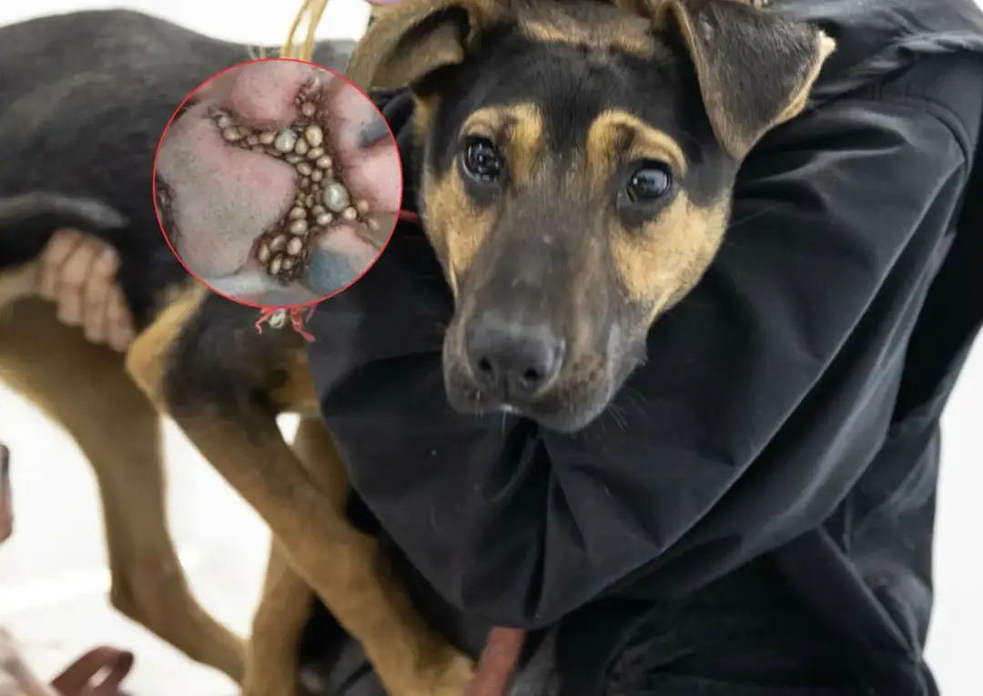 Pies łapie kleszcze mimo obroży? Poznaj prawdę i chroń skuteczniej