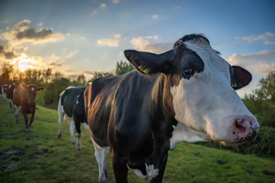 Najbardziej opłacalna hodowla: co wybrać, aby uniknąć strat?